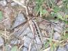 Tipula vittata